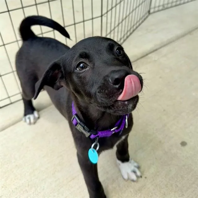 A baby small-sized male Labrador Retriever dog named Chauncey for adoption in Leesburg, VA