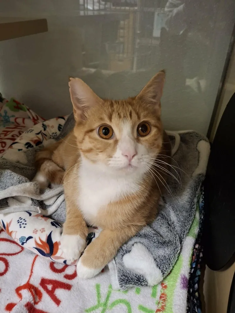 Dallas At Petsmart Newington