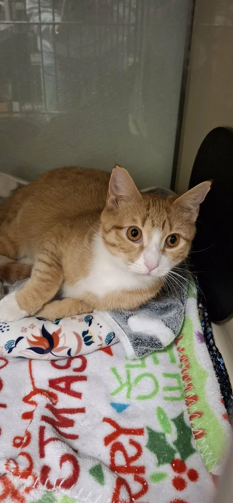 Dallas At Petsmart Newington thumbnail 2