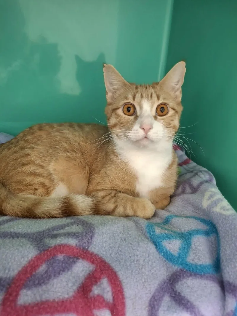 Dallas At Petsmart Newington thumbnail 3