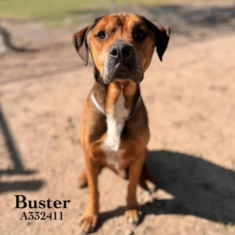 An adult large-sized male Rottweiler dog named Buster for adoption in Conroe, TX