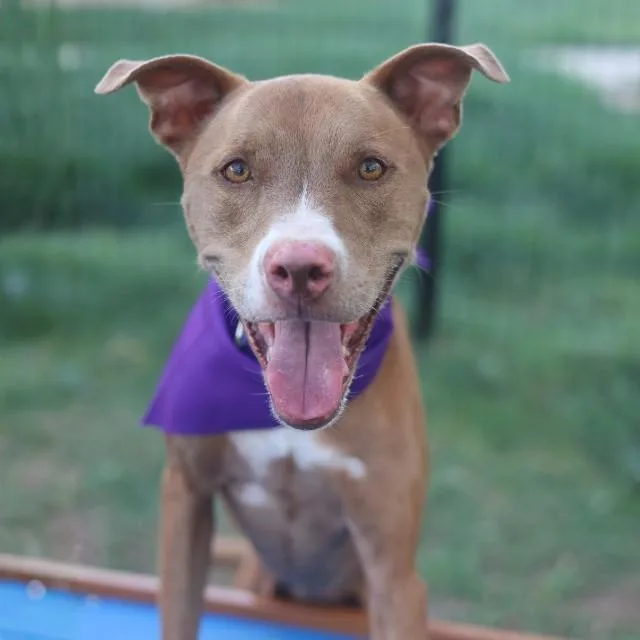 An adult small-sized female American Staffordshire Terrier dog named Leyla for adoption in San Antonio, TX