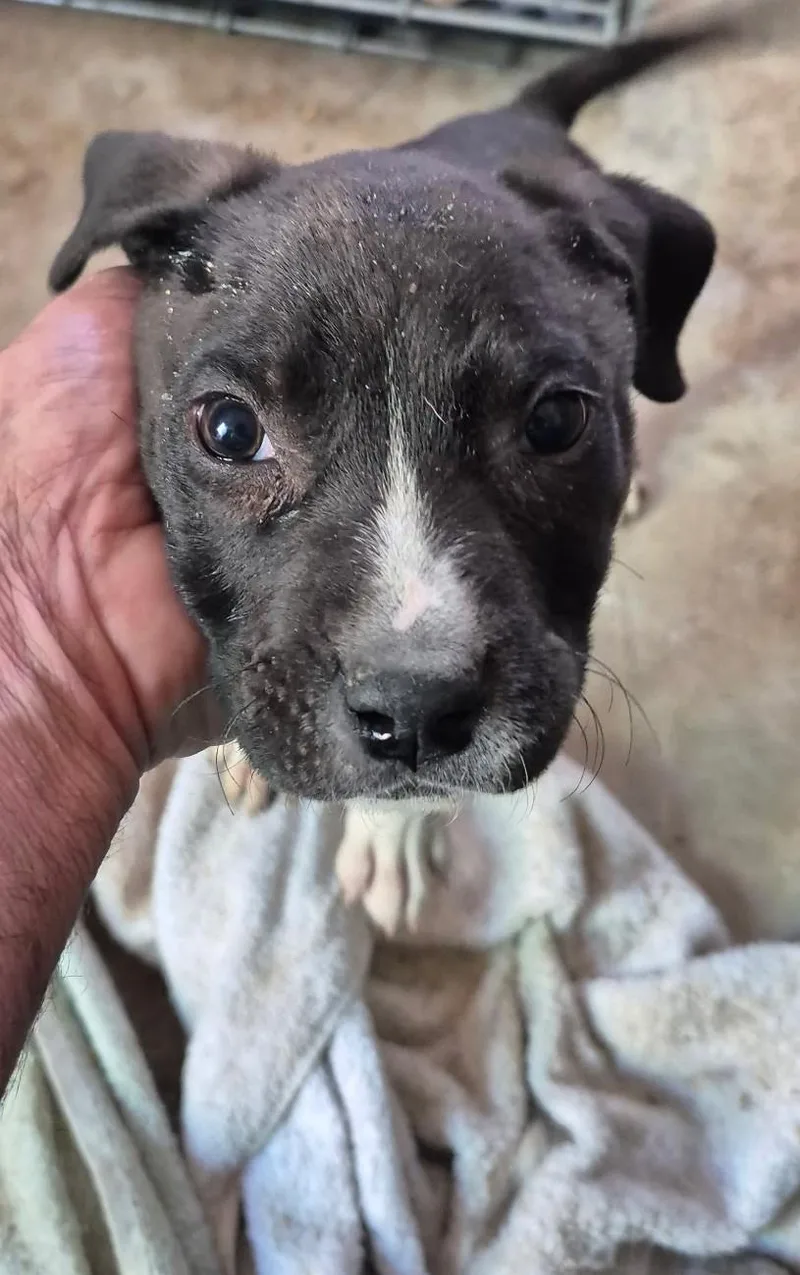 A baby medium-sized male Black American Staffordshire Terrier dog named Charlie for adoption in Cave Creek, AZ