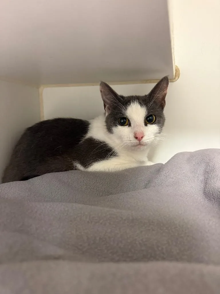 A baby medium-sized female Domestic Short Hair cat named Fran for adoption in Johnson City, TN