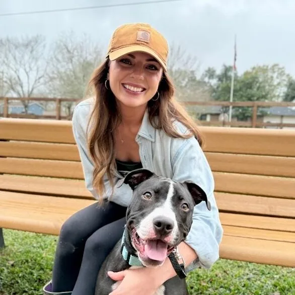 A baby medium-sized male Black Pit Bull Terrier dog named Taz Bunny The Love for adoption in Friendswood, TX