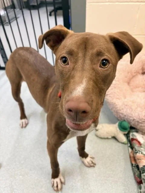 A young small-sized female Labrador Retriever dog named Nyla for adoption in Boston, MA