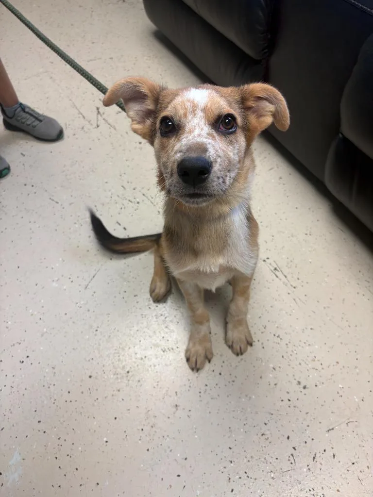 A baby large-sized female Cattle Dog dog named Dill Pickle for adoption in Blountville, TN