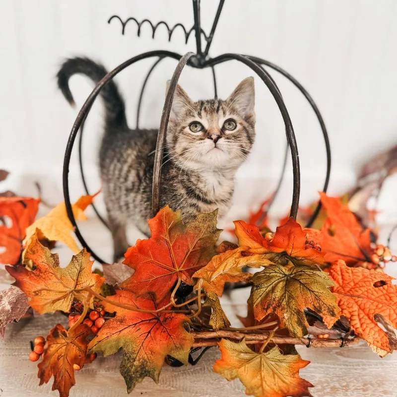 A baby small-sized female Calico Domestic Short Hair cat named Ante for adoption in Brownsboro, AL