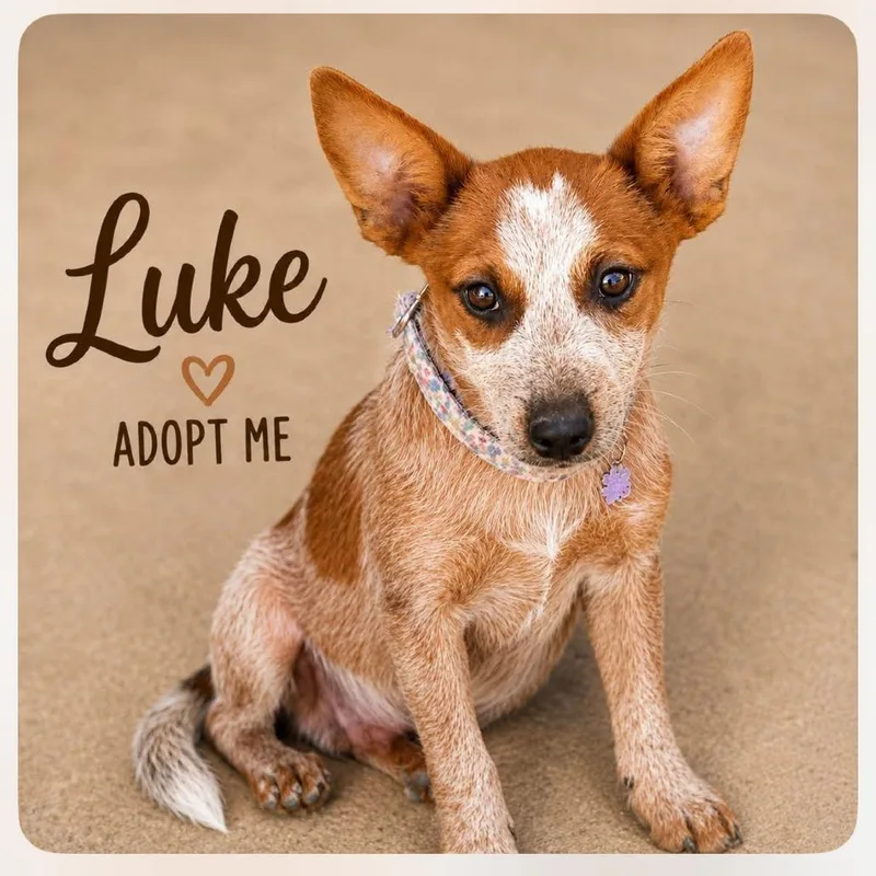 A baby medium-sized male Black Cattle Dog dog named Luke for adoption in Phoenix, AZ