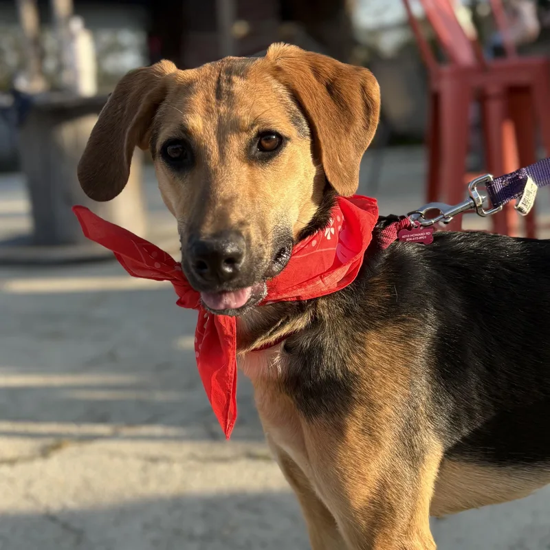 A young medium-sized female Black English Coonhound dog named Padme Amidala for adoption in Richmond, VA