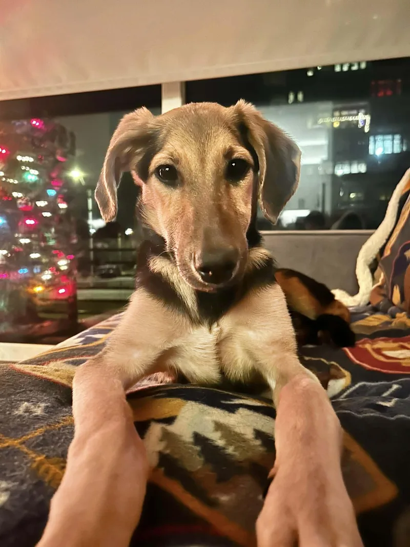 Padme Amidala thumbnail 5