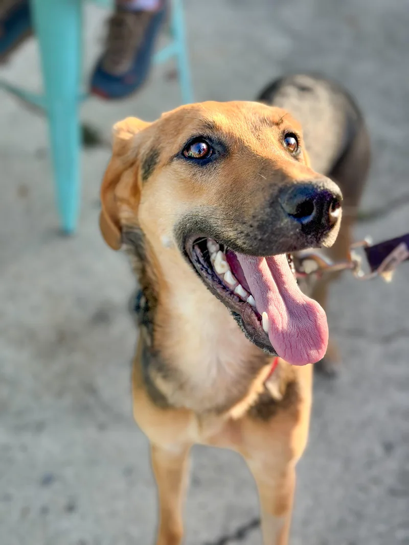 Padme Amidala thumbnail 6