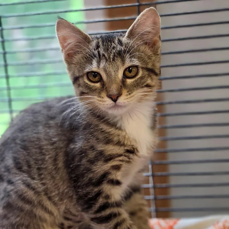 A baby small-sized female Brown / Chocolate Domestic Short Hair cat named Teacake for adoption in Muncie, IN