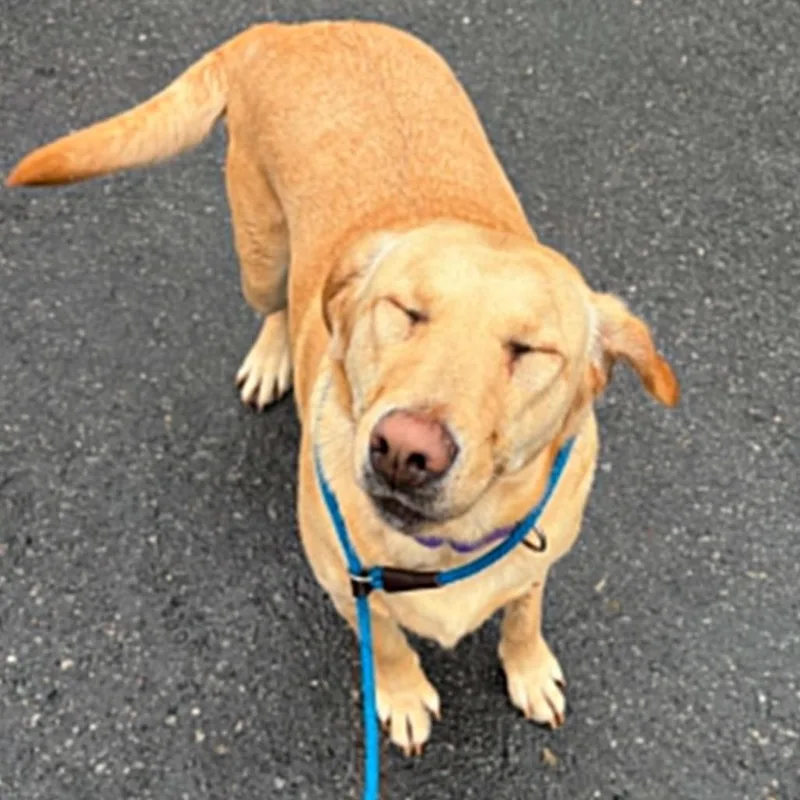 An adult large-sized female Yellow / Tan / Blond / Fawn Yellow Labrador Retriever dog named Nova for adoption in Concord, NC