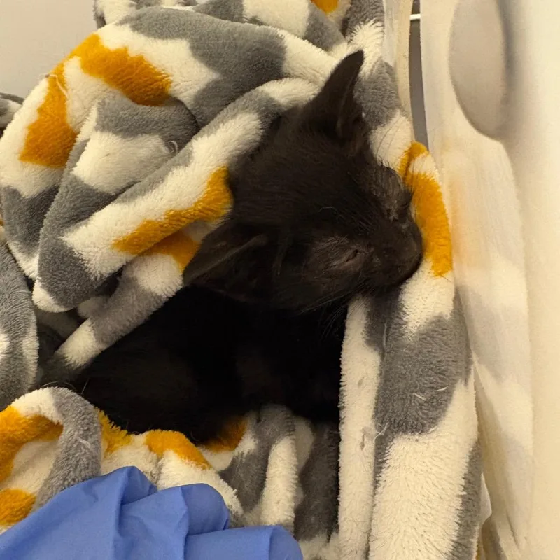 A baby small-sized female Black Domestic Short Hair cat named Straysimsstreet for adoption in Columbus, GA