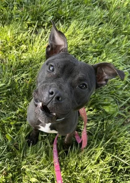 An adult large-sized male Black Pit Bull Terrier dog named Matthew for adoption in Kansas City, MO