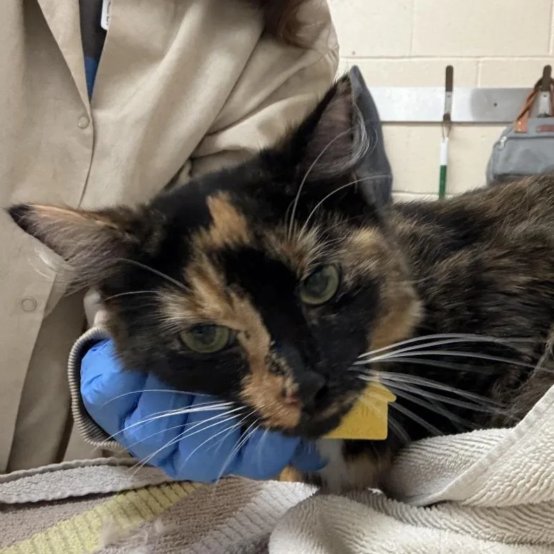 An adult medium-sized female Tortoiseshell Domestic Long Hair cat named Paisley Mae$ for adoption in Springfield, MA