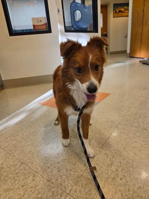 A young medium-sized male Red / Chestnut / Orange Border Collie dog named Colby for adoption in Bluffton, IN