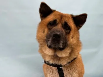 An adult large-sized male Chow Chow dog named Hashbrown for adoption in Golden Valley, MN