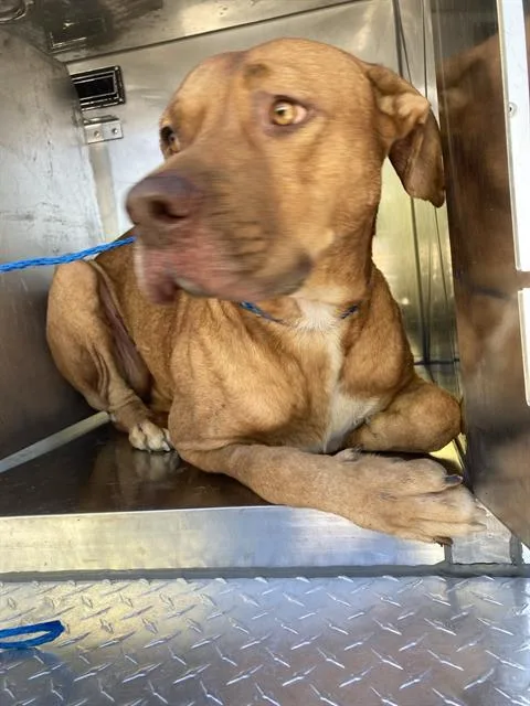 A young large-sized male Mixed Breed dog named Gallagher for adoption in Dallas, TX