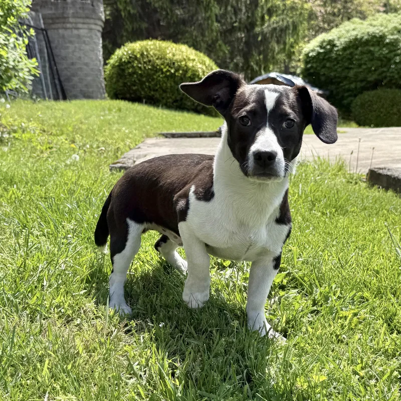 A baby small-sized male Black Dachshund dog named Lucky for adoption in Latrobe, PA