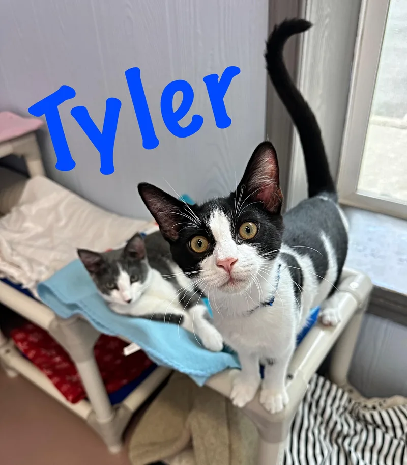 Tyler