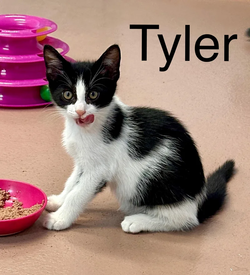 Tyler thumbnail 3