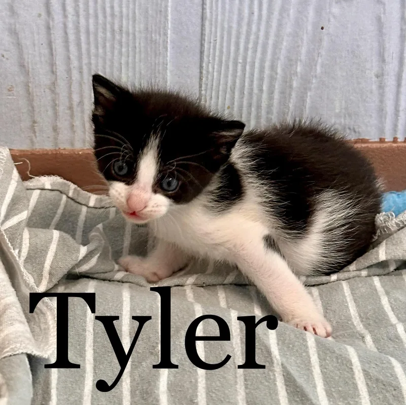 Tyler thumbnail 5