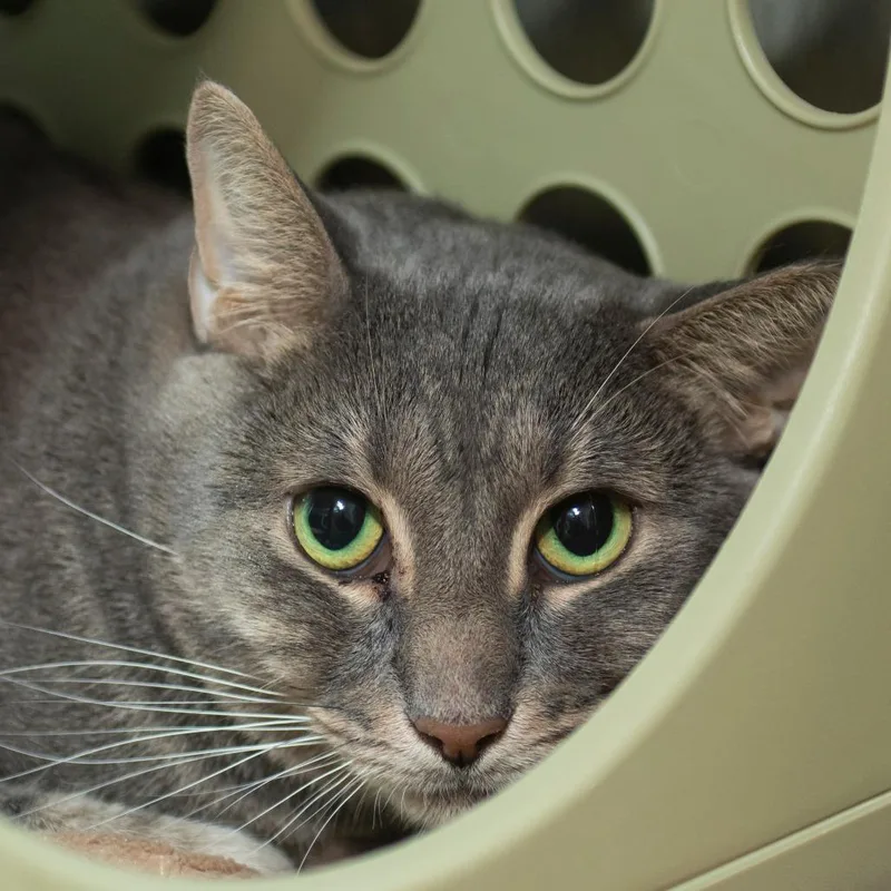 An adult large-sized male Gray / Blue / Silver Domestic Short Hair cat named Jay Jay for adoption in Middletown, RI