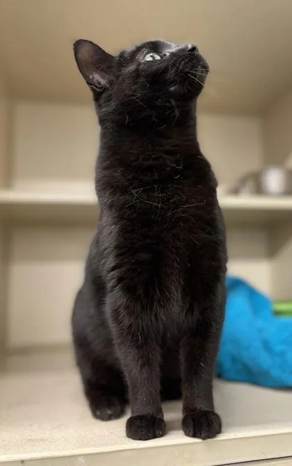 An adult medium-sized female Domestic Short Hair cat named Patch for adoption in Humboldt, IA