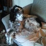A senior medium-sized female English Setter dog named Annie Courtesy Listing for adoption in Midland, MI