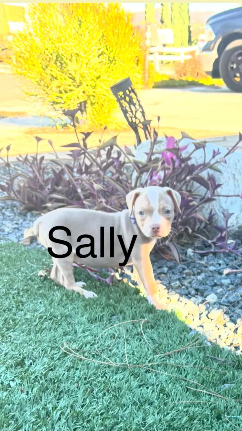 A baby medium-sized female American Staffordshire Terrier dog named Sweetie's Treats Sally for adoption in San Diego, CA