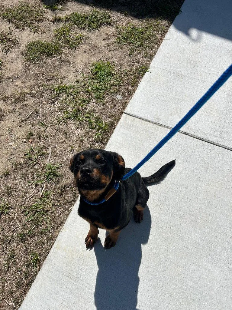 Murphy
