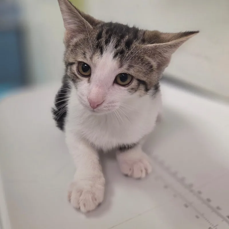 A baby small-sized male Gray / Blue / Silver Domestic Short Hair cat named Mucous Aurelius for adoption in Charleston, WV