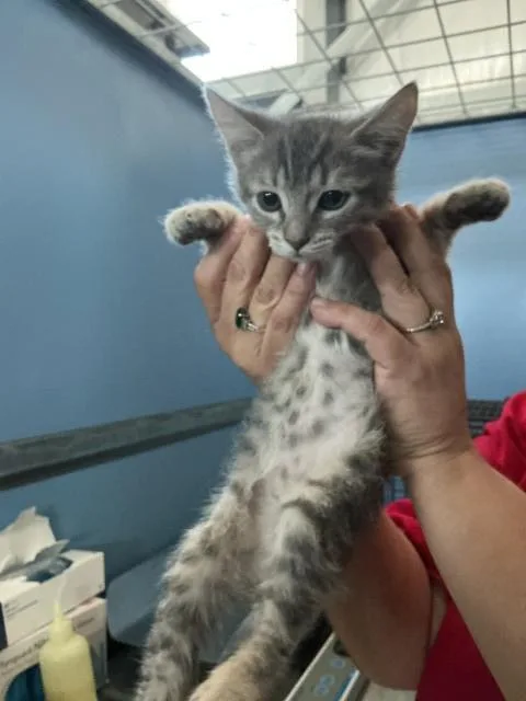 A baby small-sized female Domestic Short Hair cat named Maisy for adoption in San Bernardino, CA