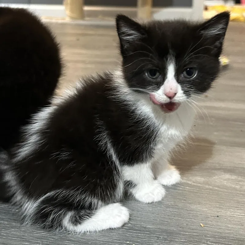 A baby small-sized female Black Domestic Short Hair cat named Eclair for adoption in Atlanta, GA
