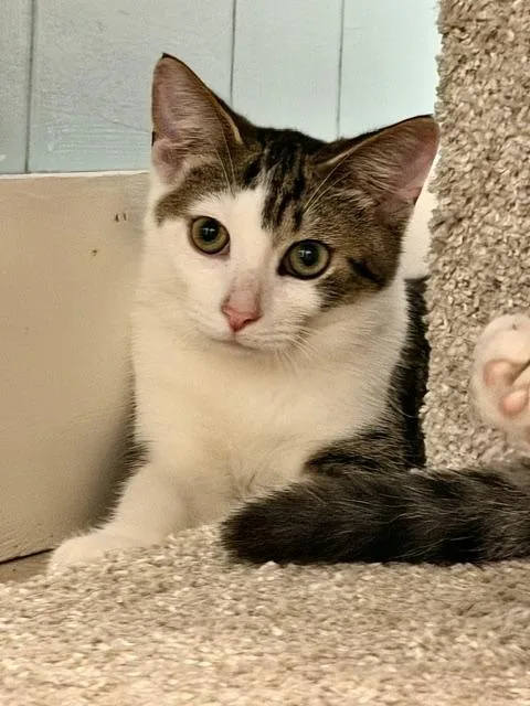 A baby medium-sized male Tabby (Brown / Chocolate) Domestic Short Hair cat named Spades for adoption in Allegan, MI