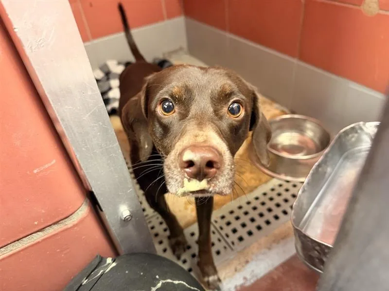 A young medium-sized male Beagle dog named Rocky for adoption in Houston, TX