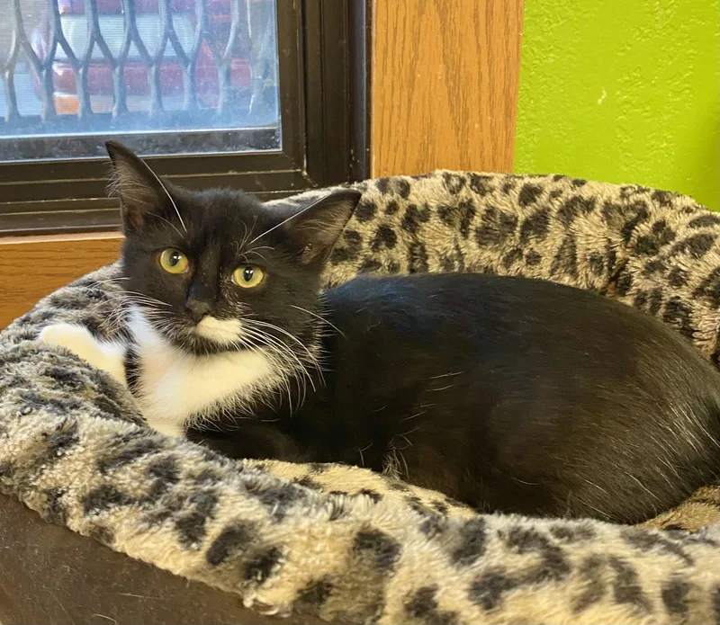 A young medium-sized female Domestic Short Hair cat named Neeko for adoption in Fargo, ND