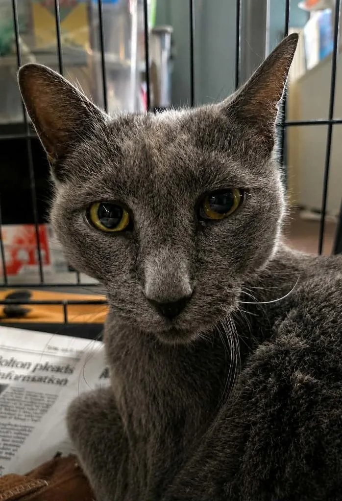 A senior medium-sized male Russian Blue cat named Theodore for adoption in El Dorado, AR