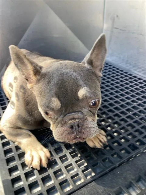 A young small-sized female French Bulldog dog named Dulce for adoption in Dallas, TX