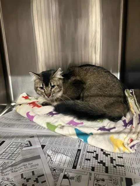 A young large-sized female Domestic Short Hair cat named Scrunchie for adoption in Stockton, CA