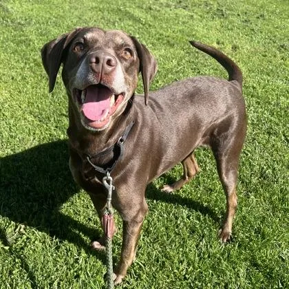 An adult medium-sized female Brown / Chocolate Mixed Breed dog named Dakota for adoption in Ithaca, NY