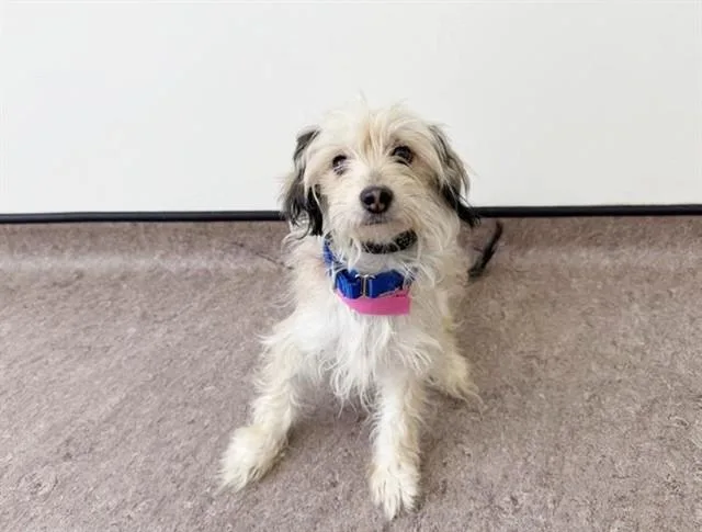 A young small-sized female Terrier dog named Lola for adoption in Saint Louis, MO