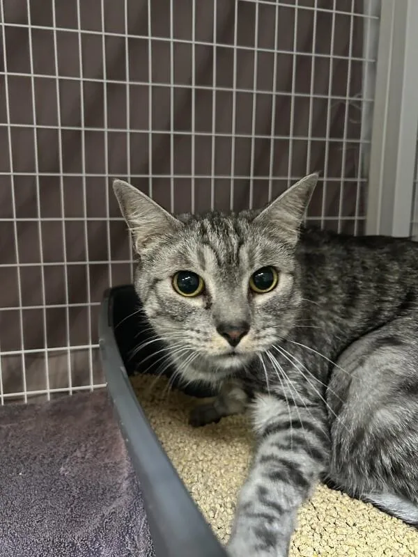 An adult medium-sized male Domestic Short Hair cat named Pickles for adoption in Diamond Springs, CA