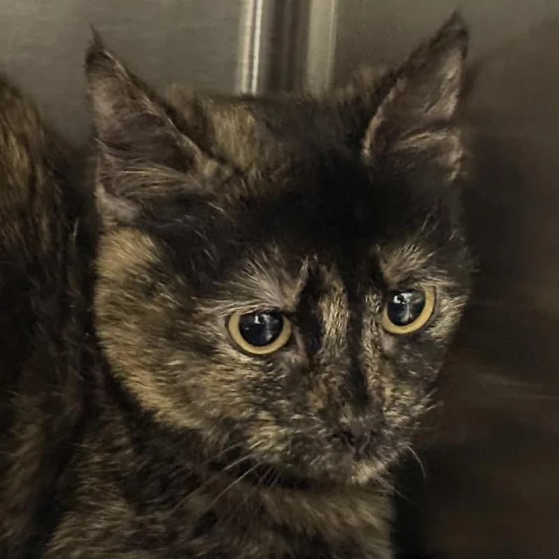 An adult small-sized female Tortoiseshell Domestic Short Hair cat named Dryad for adoption in Tucson, AZ