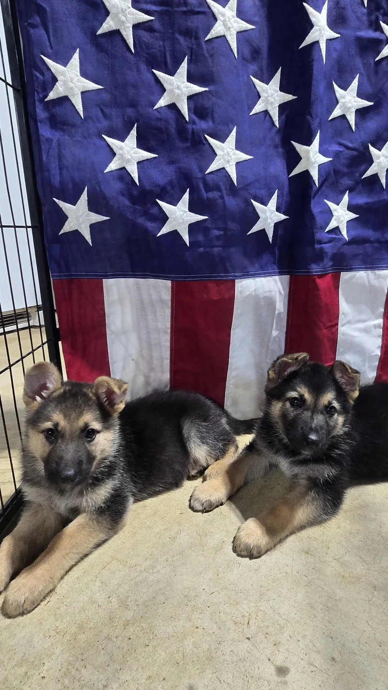 A baby medium-sized female German Shepherd Dog named Lily for adoption in Centreville, VA