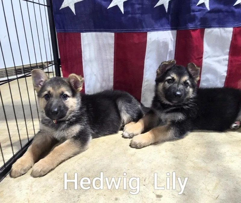 Lily thumbnail 3