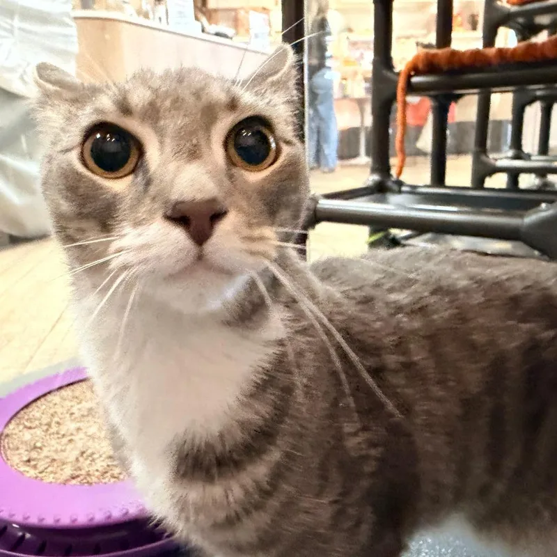An adult medium-sized male Gray / Blue / Silver Domestic Short Hair cat named Garrett for adoption in New York, NY