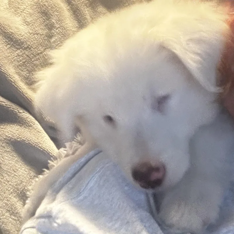 Apollo
